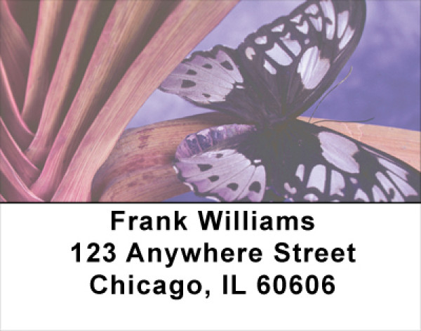 Butterfly Perspective  Address Labels