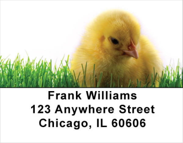 Spring Chicks Address Labels