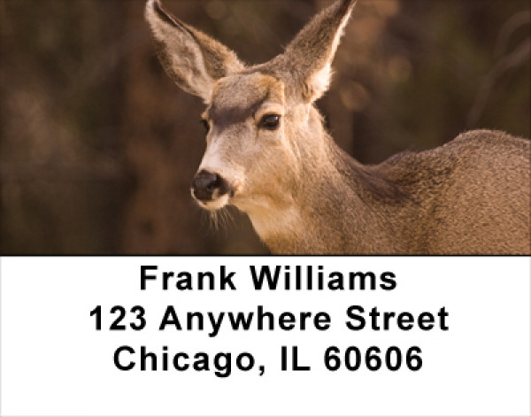 Deer Closeups Address Labels