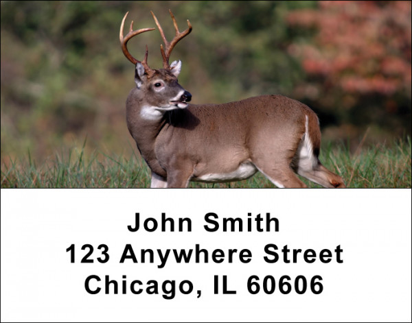 Big Horned Buck Deer Address Labels
