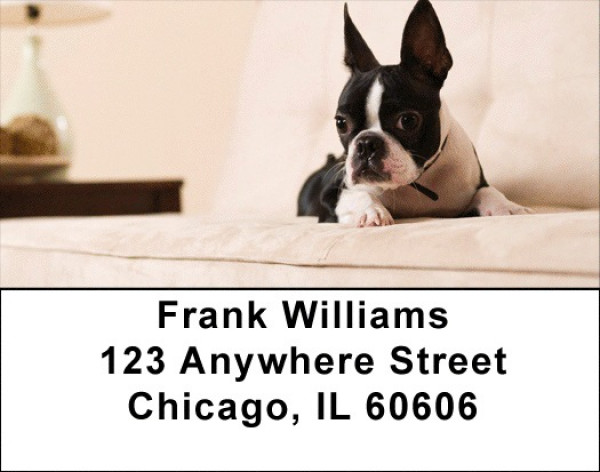 Boston Terrier Address Labels
