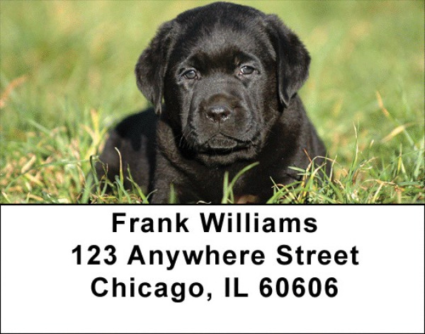 Black Lab Puppies Address Labels