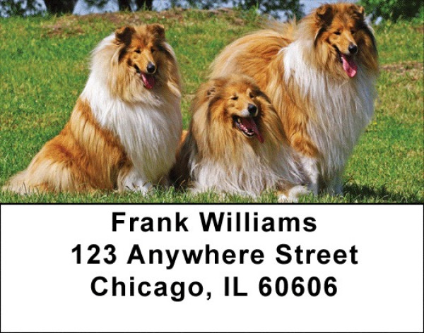Collies Come home Address Labels