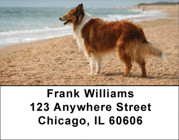 Collies Come Home Address Labels