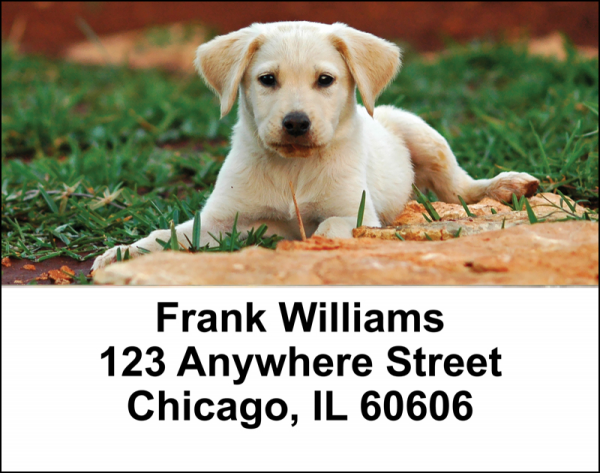 Yellow Lab Puppies Address Labels