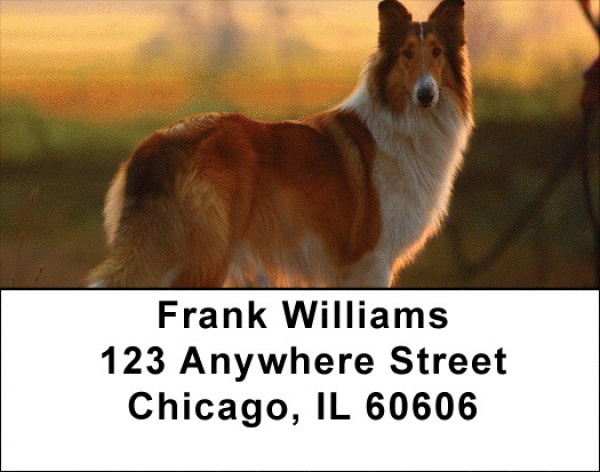 Collies Out and About Address Labels