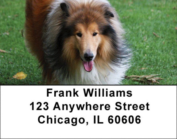 Collies Out And About Address Labels