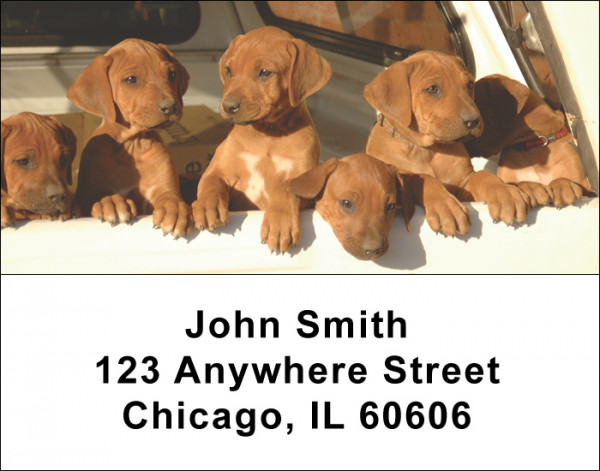 Cute Puppies Address Labels