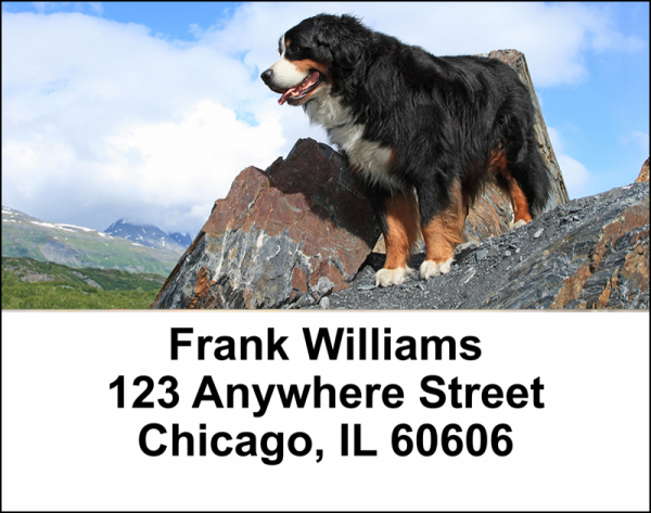 Bernese Mountain Dogs Address Labels