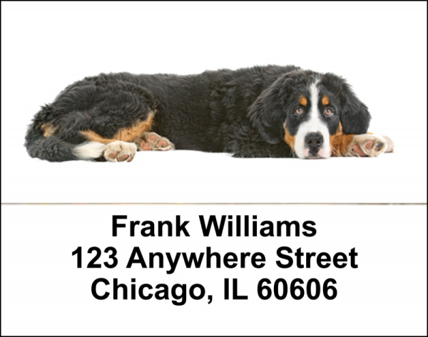 Bernese Mountain Dogs Address Labels