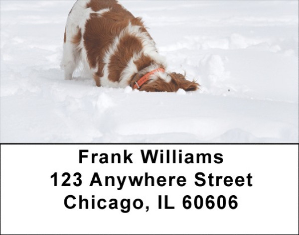 Brittany Spaniels Address Labels