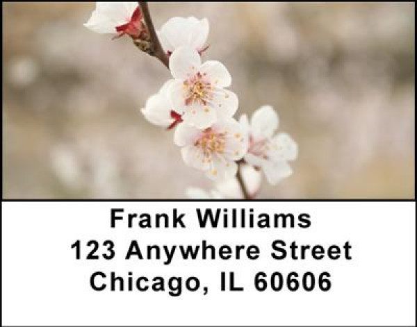 Cherry  Blossoms Address Labels