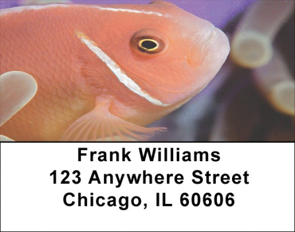 Clown Fish by Aggressor Fleet Address Labels | LBWYB-02