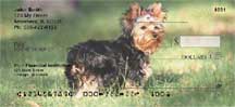 Yorkshire Terriers Bank Checks