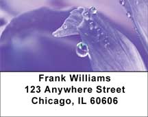 Dewey Colors Address Labels