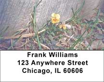Violas Address Labels