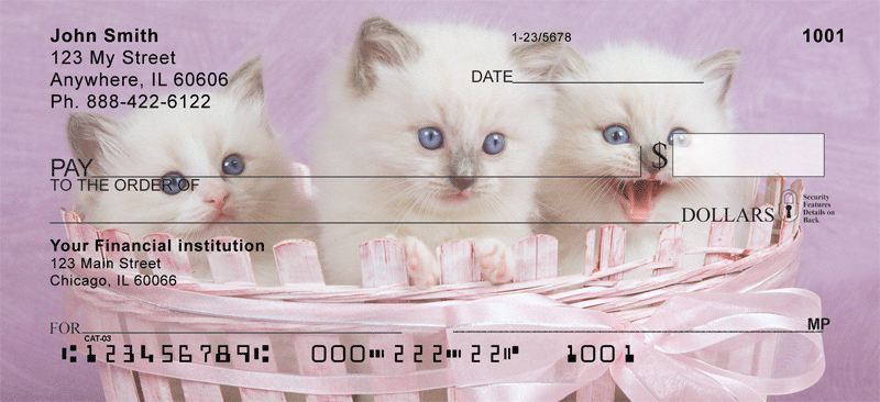 Rag Doll Kittens Checks